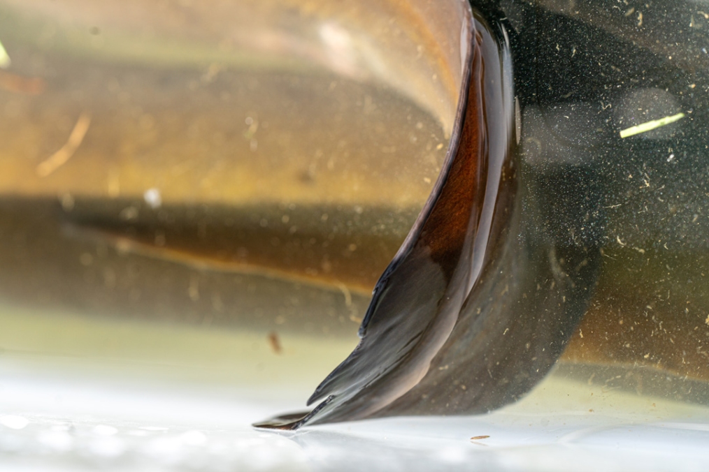 Where the dorsal fin (top) and anal fin (underside) meet. [Photo: Stuart Mackay, NIWA]