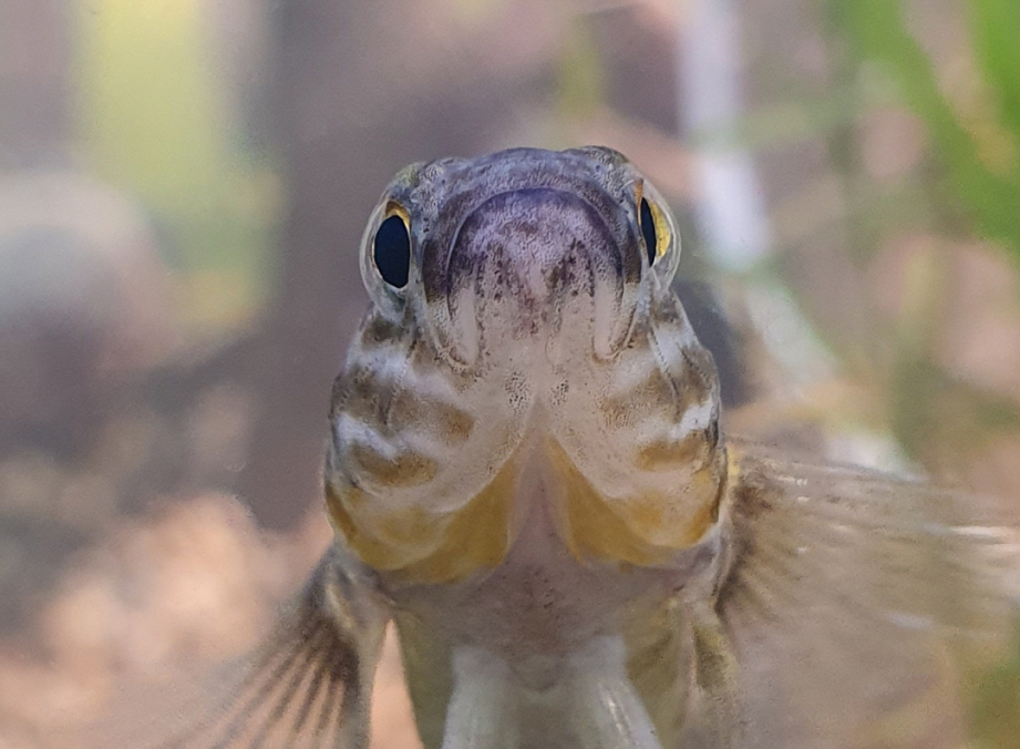 The decline of native fish species which are a host for the larval/glochidia phase of the kākahi life cycle can decrease juvenile kākahi populations.