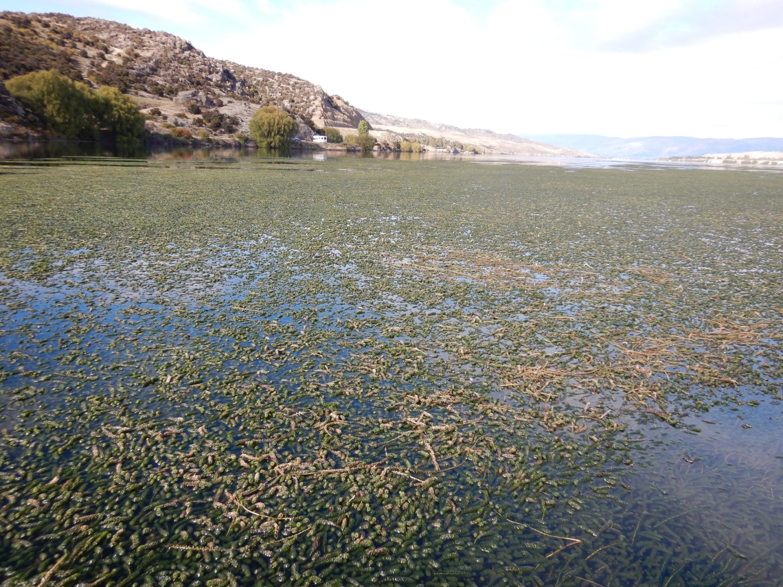 An outbreak of Lagarosiphon at Lake Dunstan at Bendigo Station in Central Otago