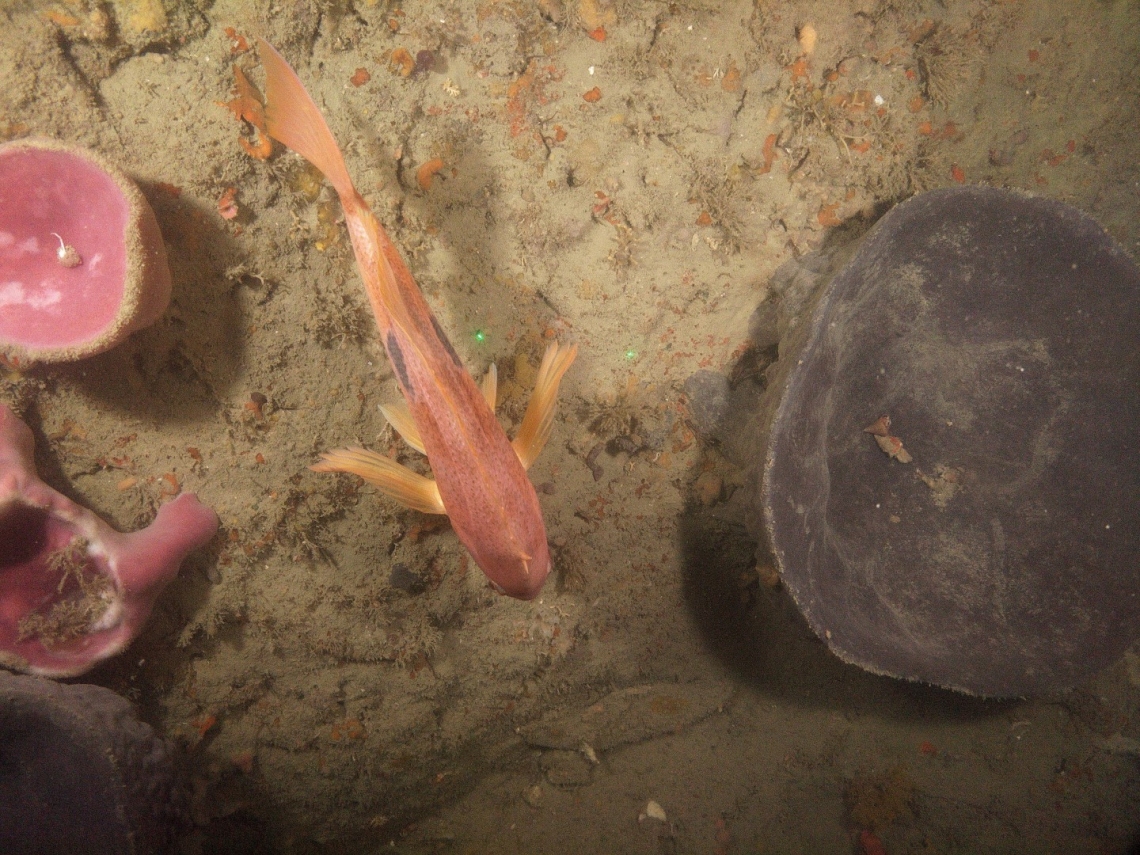 A butterfly perch swimming among sponges on the Tokomaru shelf reef captured by NIWA's underwater camera in 2023