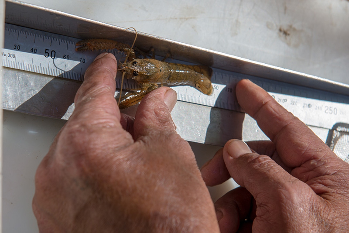 Species other than tuna are also assessed in the monitoring. Koura being measured in the 2018 survey.