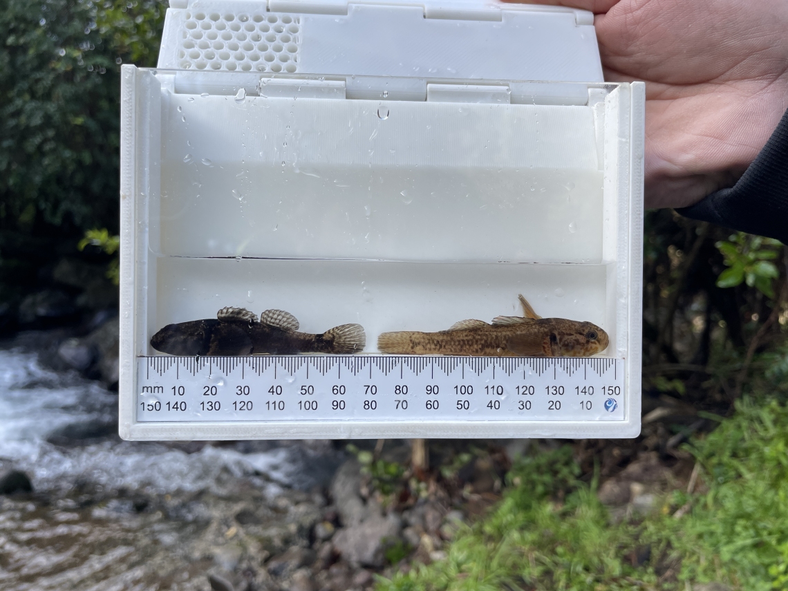 Side view of Freshwater bully fish in a white box, window facing camera, and scale attached length-wise at the bottom to measure fish length