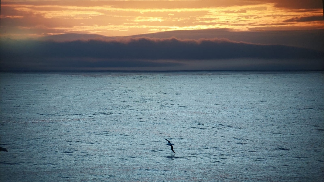 View of calm seas, an albatross flying close to the surface of the water against sunset background