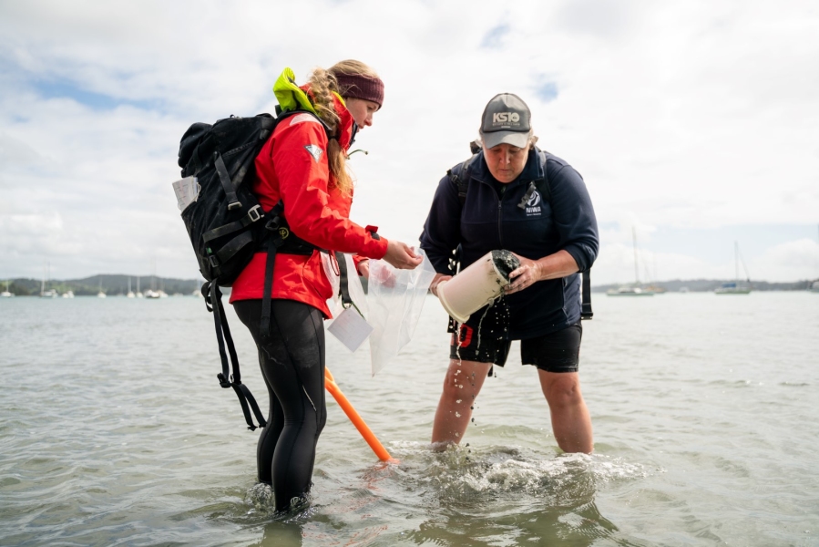 Sample collection at Mahurangi estuary 