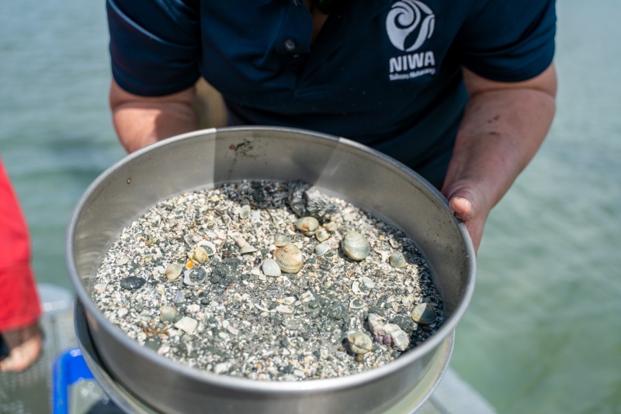 Sample collection at Mahurangi estuary 