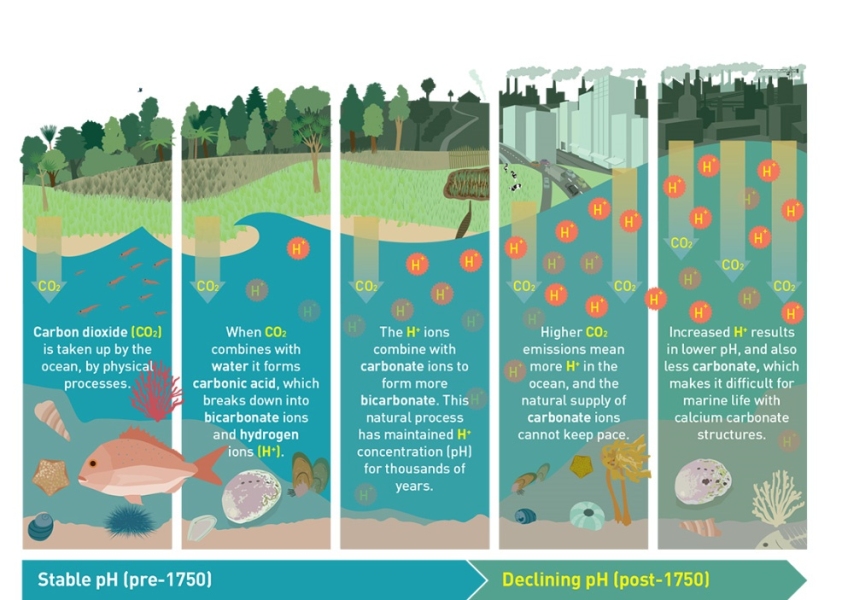 The chemistry of acidification