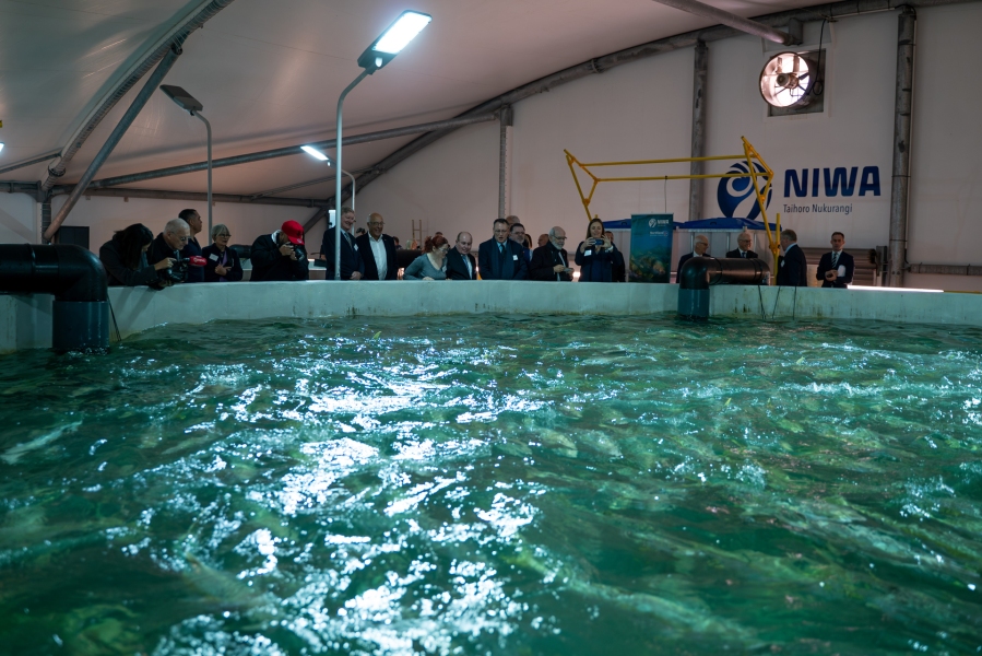 Opening of the newly completed Recirculating Aquaculture System in Ruakaka Northland.