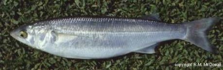 Aldrichetta forsteri - Yelloweye mullet