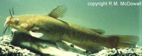 Ameiurus nebulosus - Brown bullhead catfish