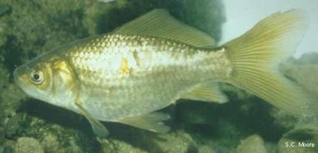 Carassius auratus - Goldfish