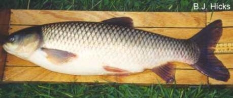 Ctenopharyngodon idella - Grass carp