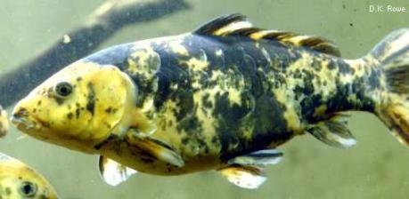 Cyprinus carpio - Koi carp| common carp