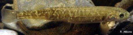 Galaxias depressiceps - Flathead galaxias