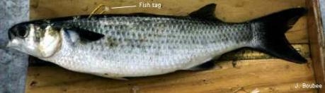 Mugil cephalus - Grey mullet