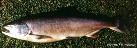 Oncorhynchus tshawytscha - Chinook salmon