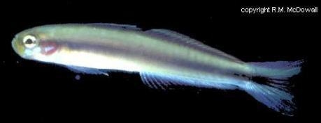 Parioglossus marginalis - Dart goby