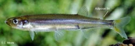 Retropinna retropinna - Common smelt