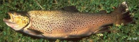 Salmo trutta - Brown trout