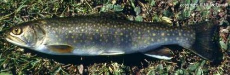 Brook char - Salvelinus fontinalis