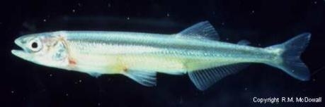 Stokellia anisodon - Stokell's smelt