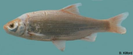 Leuciscus idus - Orfe | golden orfe| ide