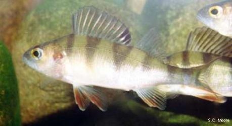 Perca fluviatilis - Perch | redfin perch