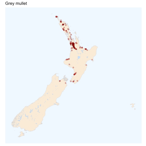 Grey mullet - distribution maps [2024]