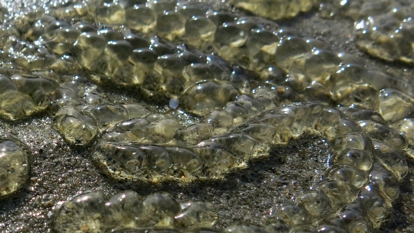 How most people find sea salps: forming lengthy chains of individuals, washed up on beaches