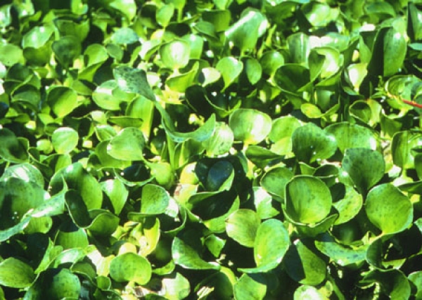 Water hyacinth flower