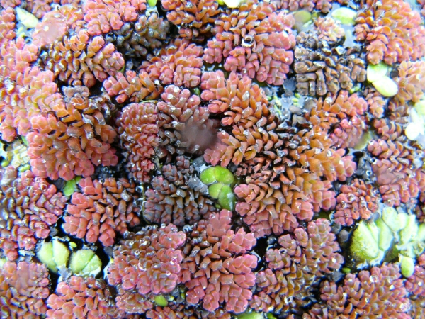 Azolla fulliculoides