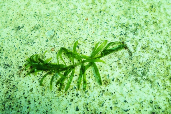 Hydrilla verticillata malaysia