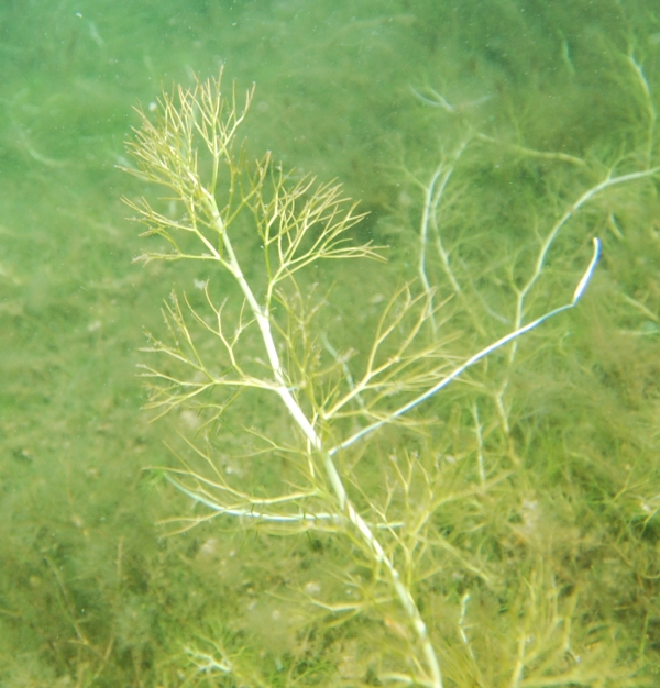 Ranunculus - Lake Tarawera