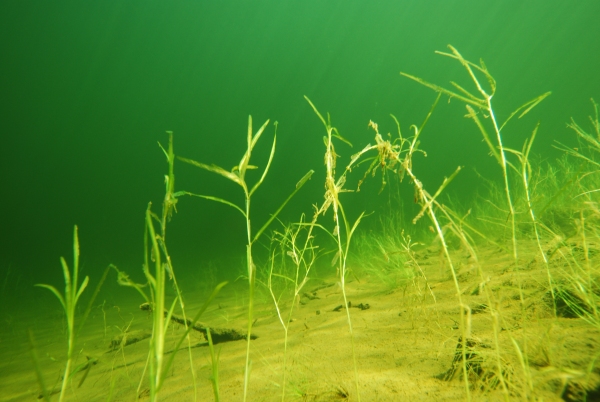 Potamogeton ochreatus - Lake Hauroko