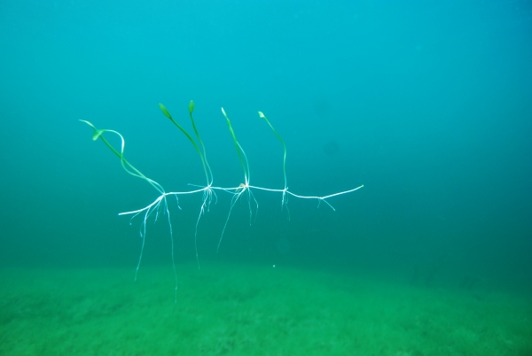 Ranunculus limosella Waikaremoana