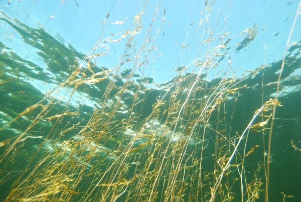  Potamogeton cheesemanii - Lake Hauroko