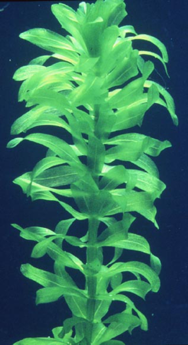 Egeria densa 