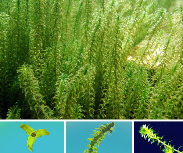 Elodea canadensis