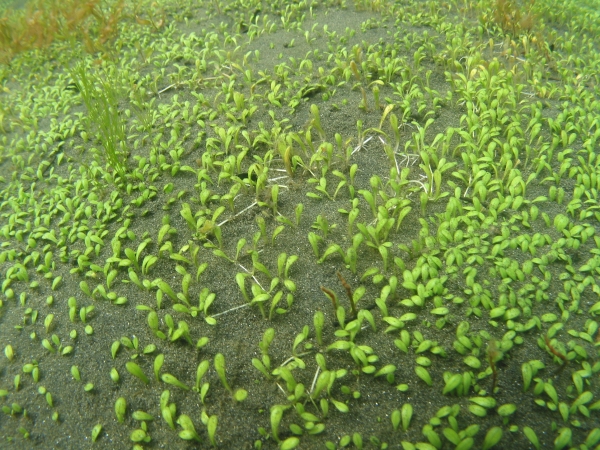 Glossostigma diandrum cleistanthum