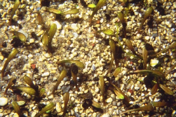 Glossostigma diandrum cleistanthum