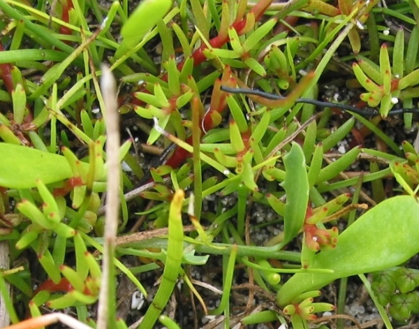 Myriophyllum pedunculatum