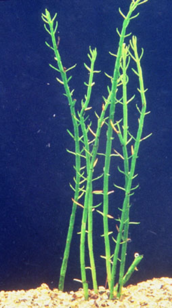 Myriophyllum pedunculatum