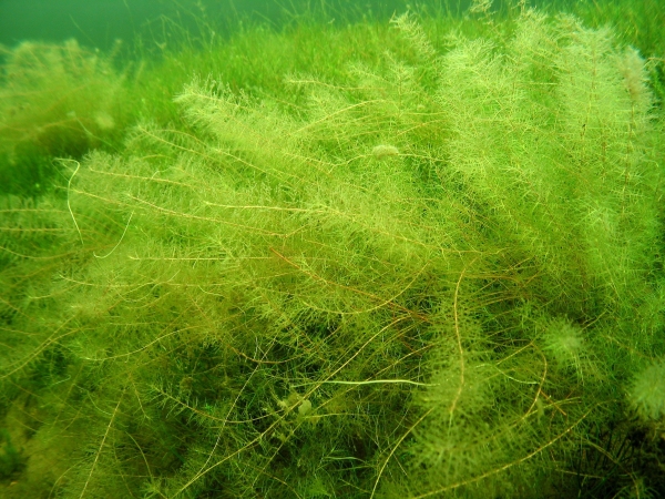 Myriophyllum propinquum