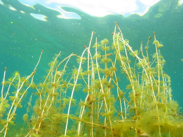 Myriophyllum triphyllum