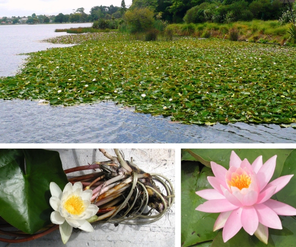 Nymphaea alba