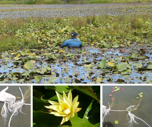 Nymphaea mexicana