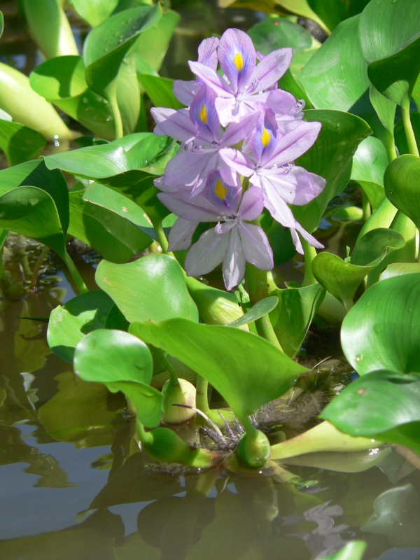 Water hyacinth flower