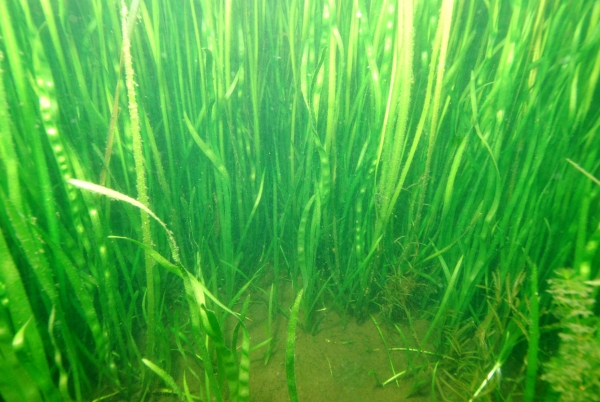 Vallisneria gigantea Pupuke