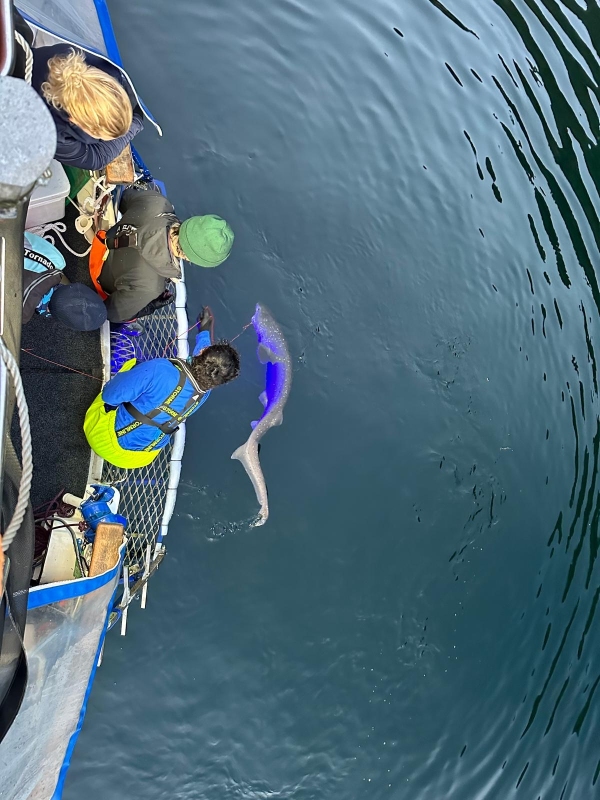 Tagging sharks in Fiordland 2