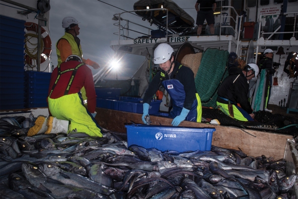 Fisheries scientists gather freshly landed hoki for detailed examination in Kaharoa's wetlab