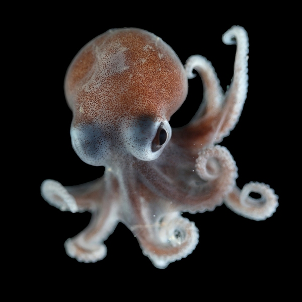 Bobtail squid